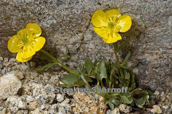 ranunculus eschscholtzii 1 graphic